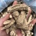 当归片，当归头，当归须根，一手货源，价格便宜