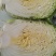 大白菜