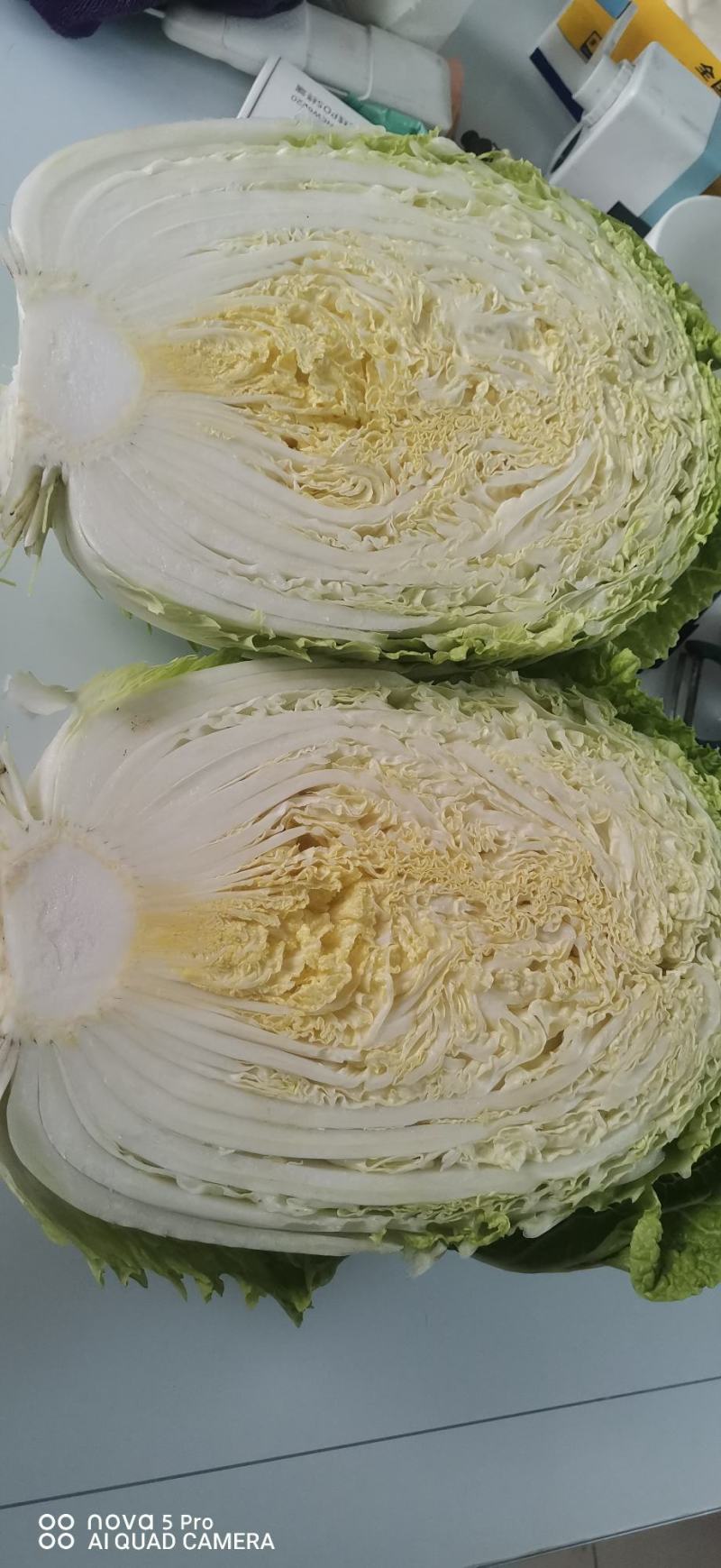 大白菜