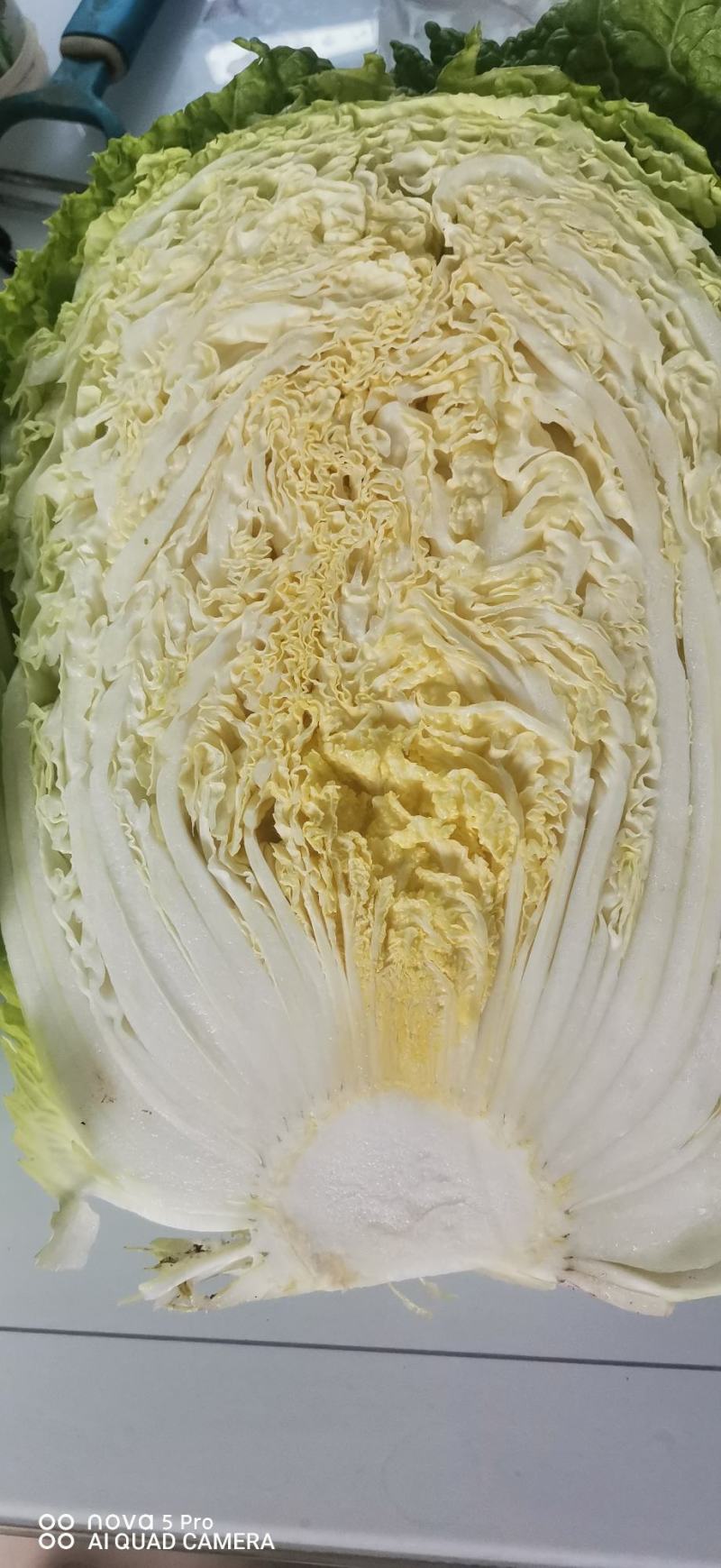 大白菜