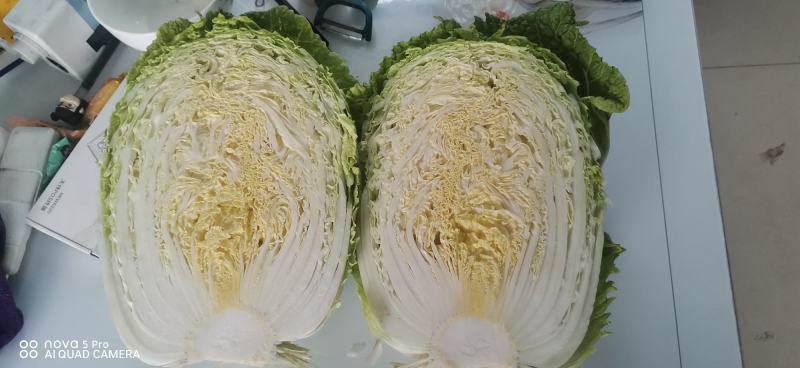大白菜