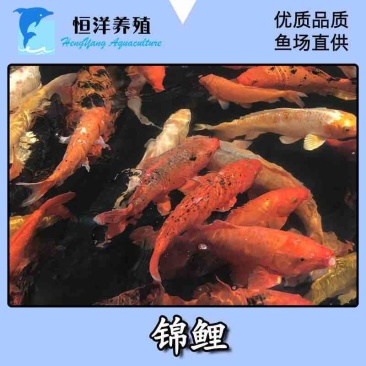 锦鲤鱼纯种精品锦鲤小鱼苗