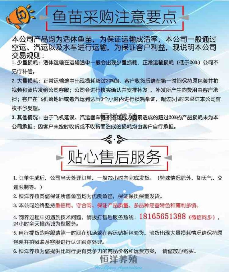 锦鲤鱼纯种精品锦鲤小鱼苗