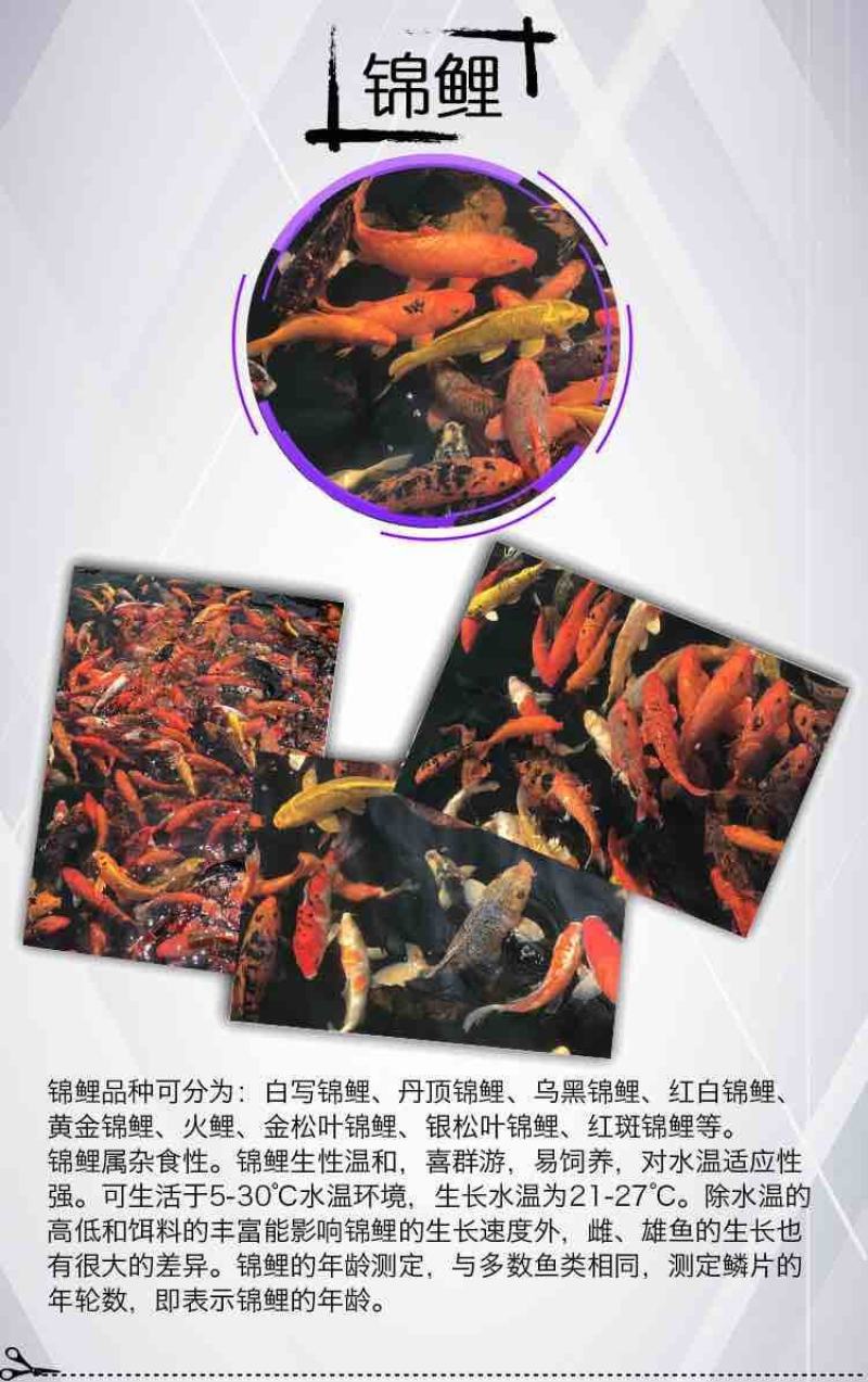 锦鲤鱼纯种精品锦鲤小鱼苗