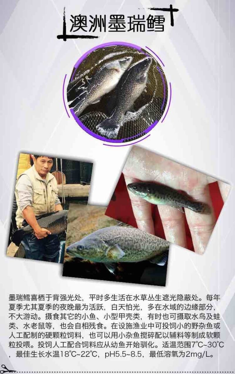 澳洲墨瑞鳕鱼