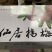 正宗浙江仙居东魁杨梅新鲜大杨梅礼盒批发代发团购