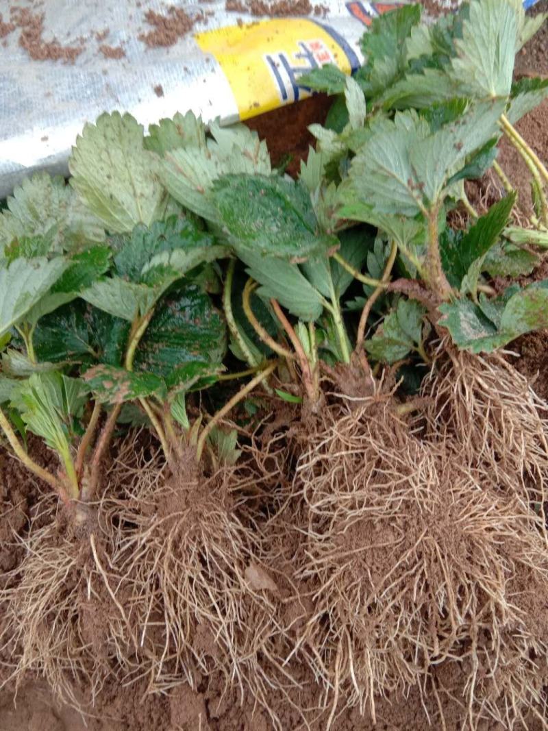 章姬甜宝草莓苗繁育基地红颜草莓批发妙香七号草莓苗提供