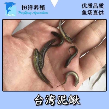 台湾泥鳅苗淡水活体养殖