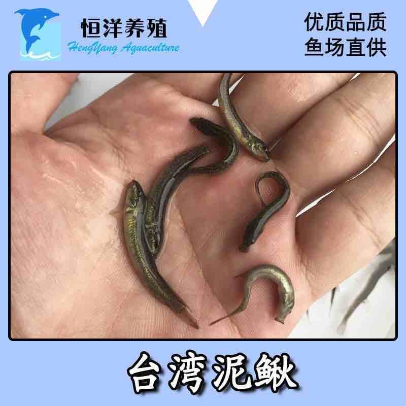 台湾泥鳅苗淡水活体养殖