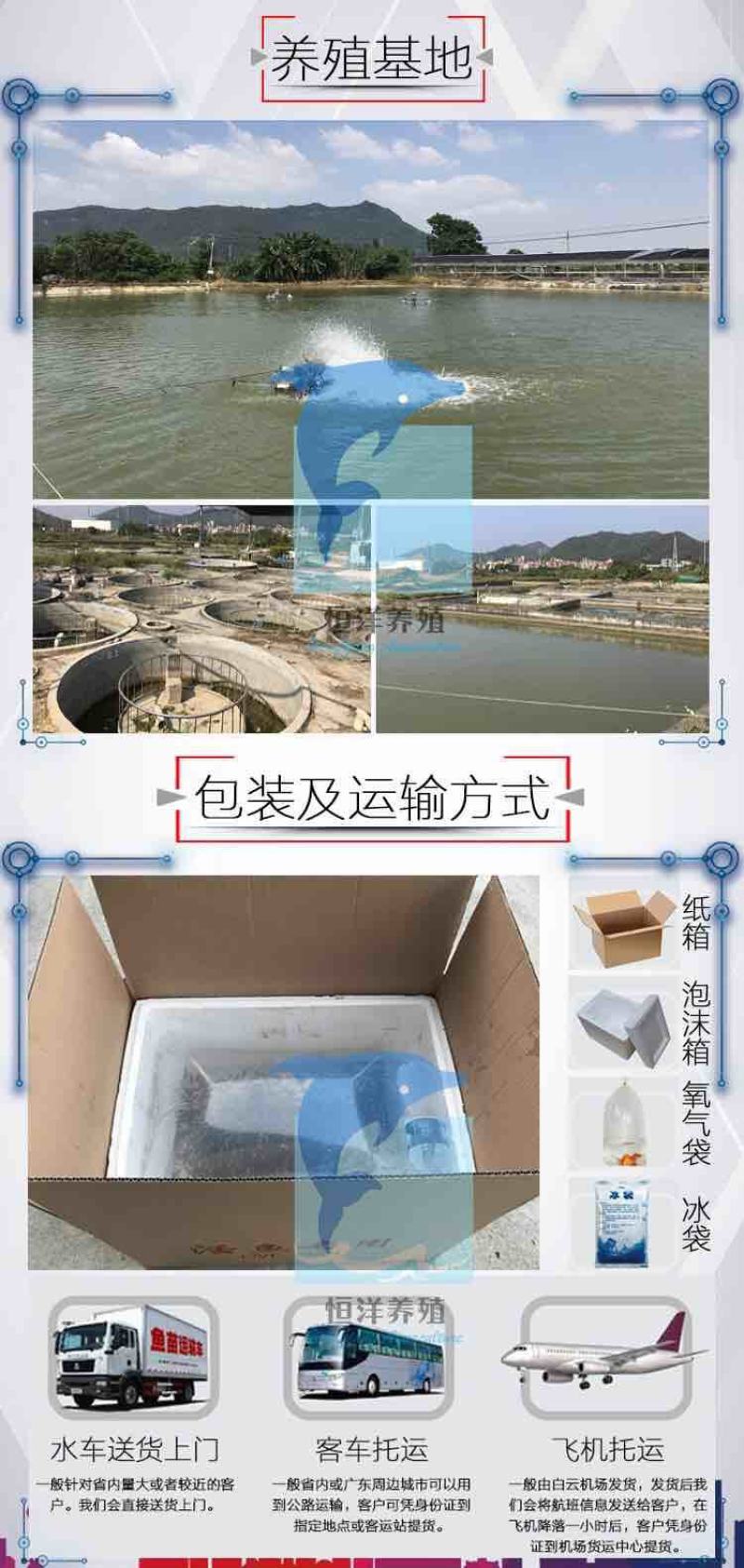 台湾泥鳅苗淡水活体养殖