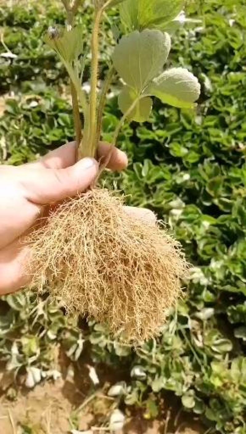 章姬甜宝草莓苗繁育基地红颜草莓批发妙香七号草莓苗提供