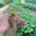 章姬甜宝草莓苗繁育基地红颜草莓批发妙香七号草莓苗提供