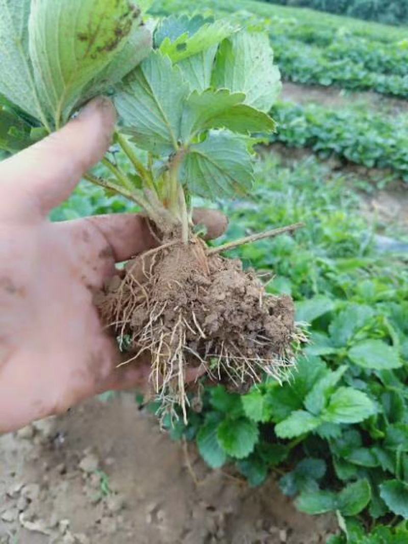 章姬甜宝草莓苗繁育基地红颜草莓批发妙香七号草莓苗提供