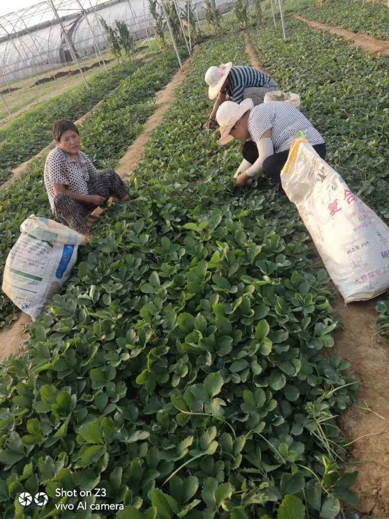 章姬甜宝草莓苗繁育基地红颜草莓批发妙香七号草莓苗提供