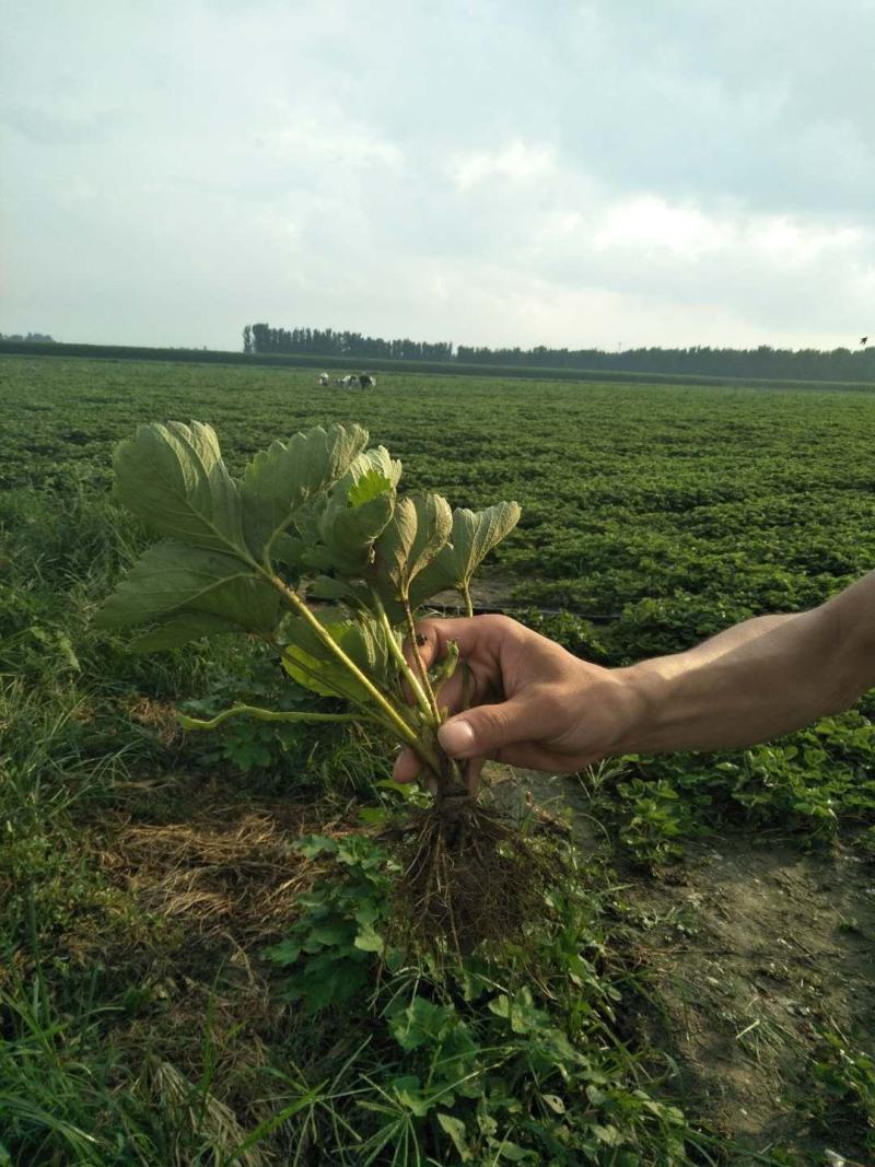 章姬甜宝草莓苗繁育基地红颜草莓批发妙香七号草莓苗提供