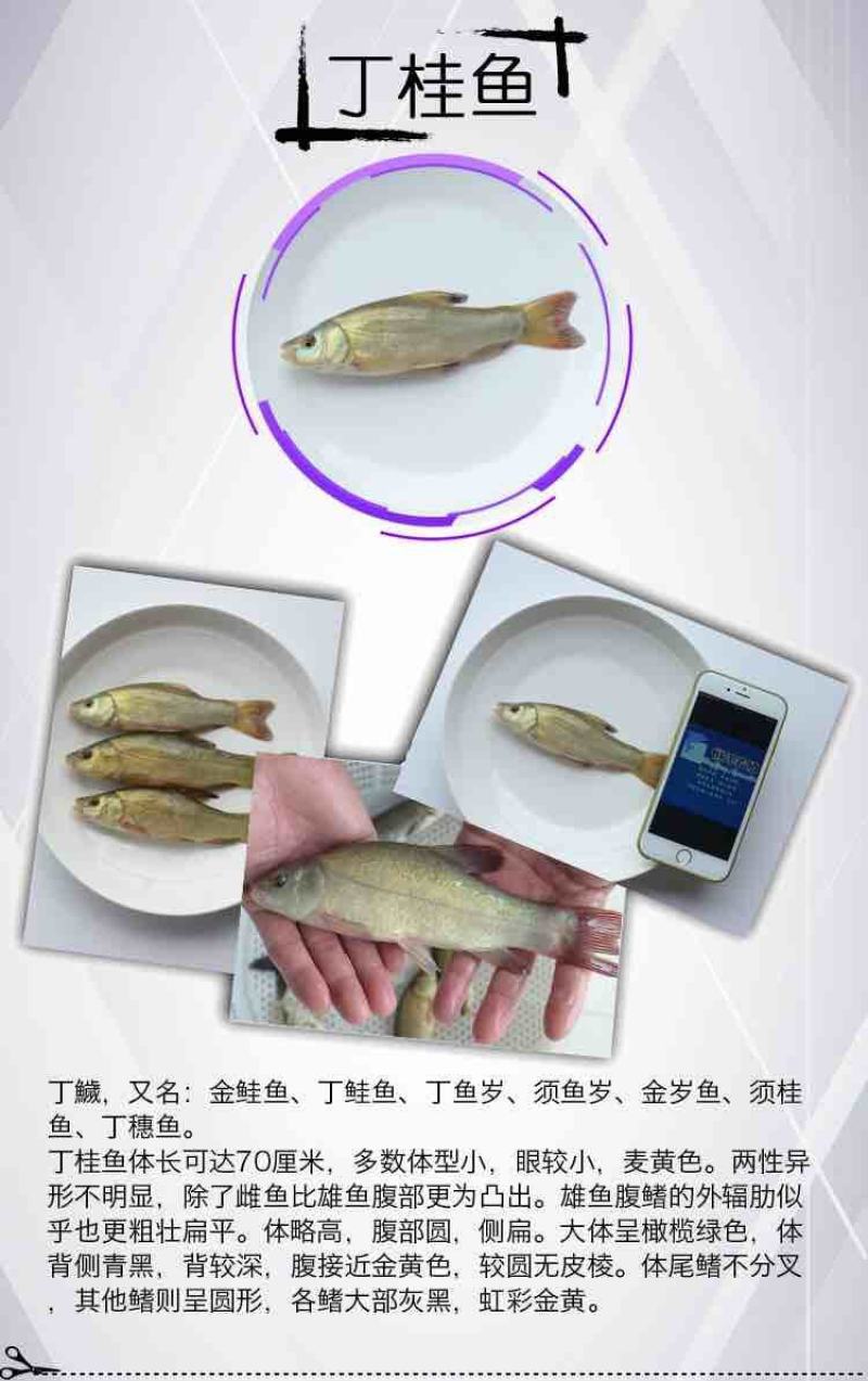 丁桂鱼苗淡水水花食用养殖淡水稀有冷水好养活欧洲鳜鱼活体