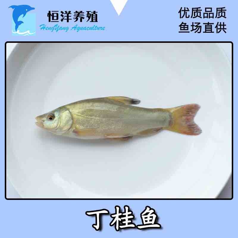 丁桂鱼苗淡水水花食用养殖淡水稀有冷水好养活欧洲鳜鱼活体
