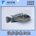 淡水石斑鱼苗优质淡水石斑鱼苗活泼花斑苗好养殖