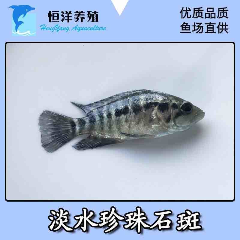 淡水石斑鱼苗优质淡水石斑鱼苗活泼花斑苗好养殖