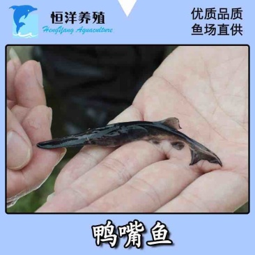 鸭嘴鱼幼苗鱼苗鲜活鸭嘴鲟苗淡水观赏鱼食用