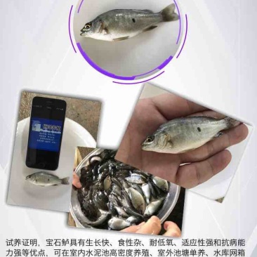 宝石鲈鱼苗加州鲈淡水活体鱼苗大口黑鲈野钓鱼