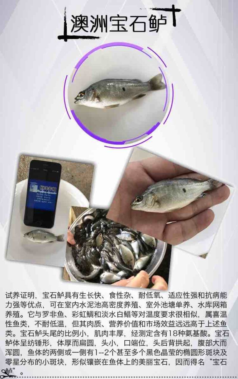 宝石鲈鱼苗加州鲈淡水活体鱼苗大口黑鲈野钓鱼