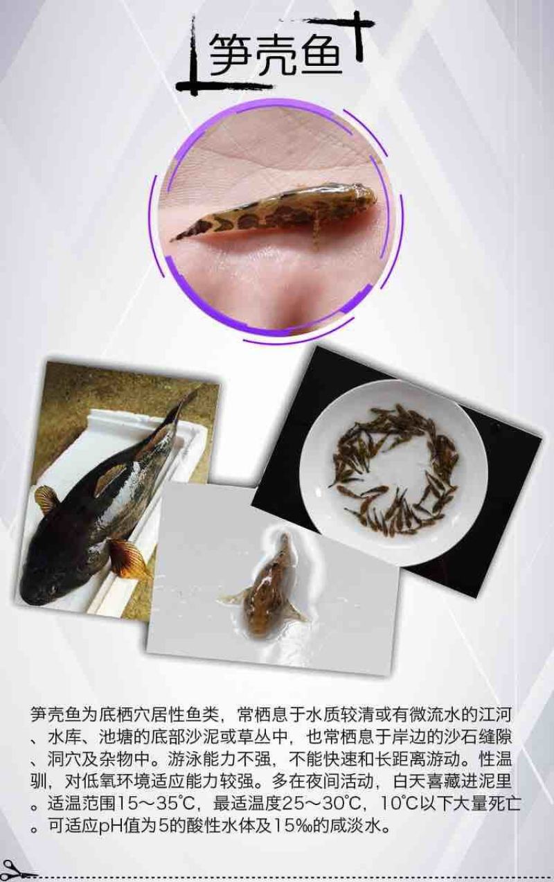 优质笋壳鱼苗淡水养殖鱼苗云斑尖塘鳢鱼苗沙塘