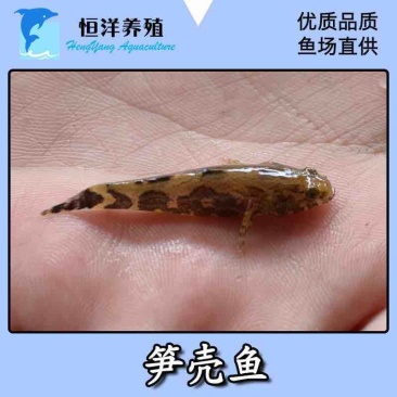 优质笋壳鱼苗淡水养殖鱼苗云斑尖塘鳢鱼苗沙塘