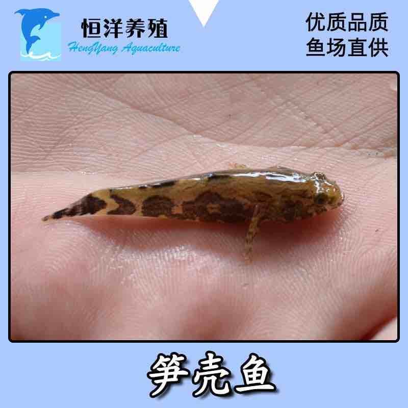 优质笋壳鱼苗淡水养殖鱼苗云斑尖塘鳢鱼苗沙塘