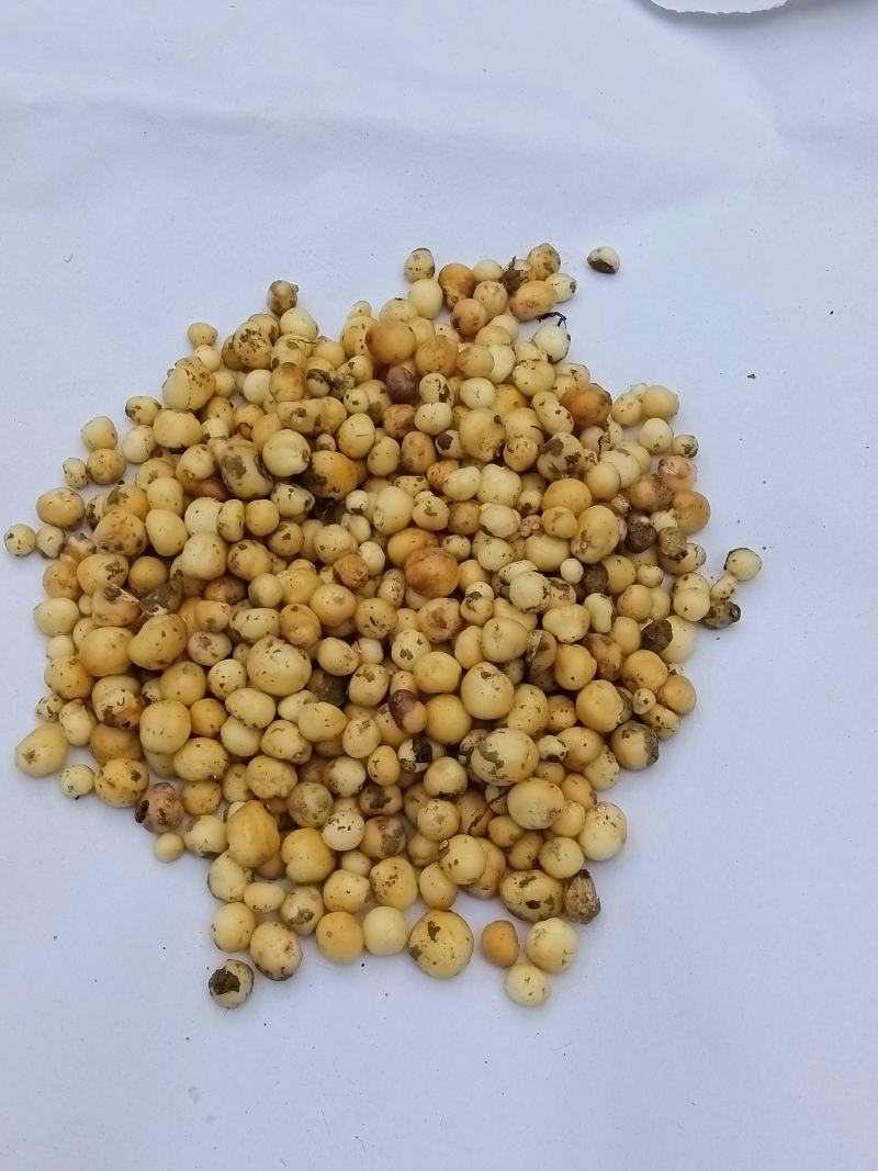 地下明珠-陈伤子，一粒金丹鲜品，货真价实。