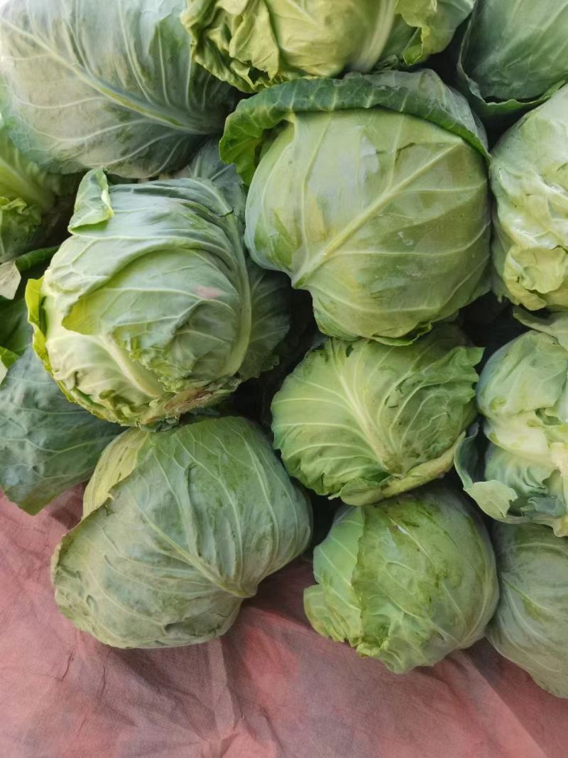 甘蓝圆包菜，耐运输，一手货源欢迎新老客光监