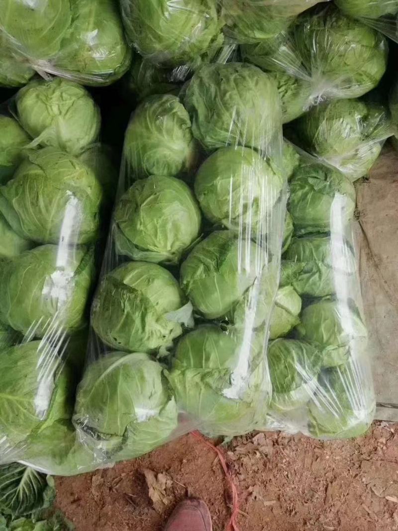 甘蓝圆包菜，耐运输，一手货源欢迎新老客光监
