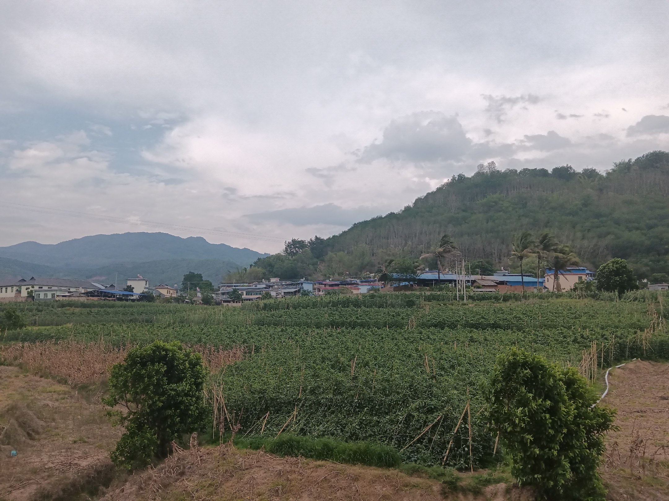 展示东北地区大面积种植的油豆角田地,背景为秋季晴朗天空 东北油豆角田间种植场景
