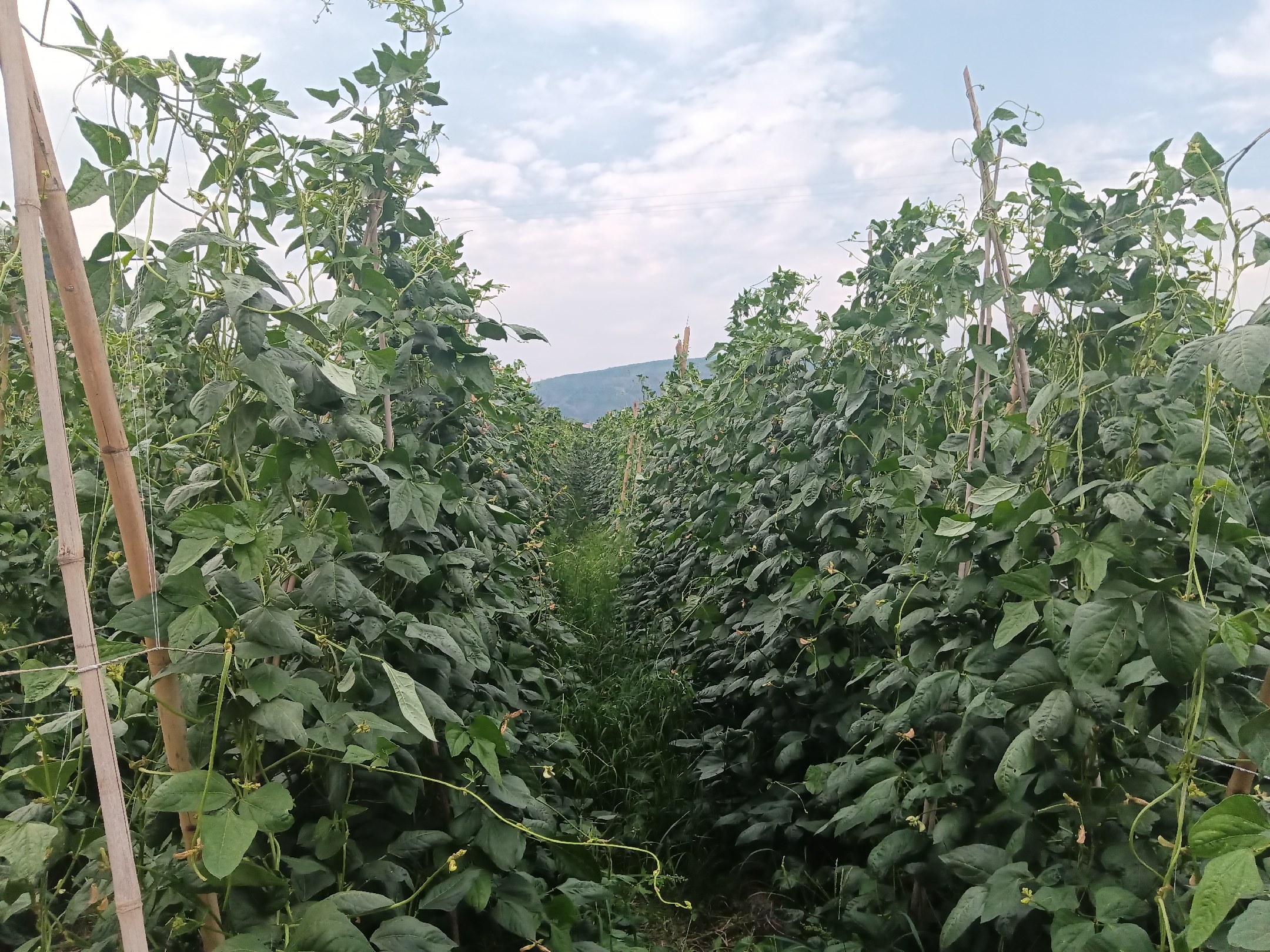 农户正在使用喷雾器对豆角进行药剂防治 豆角炭疽病化学防治操作示意图