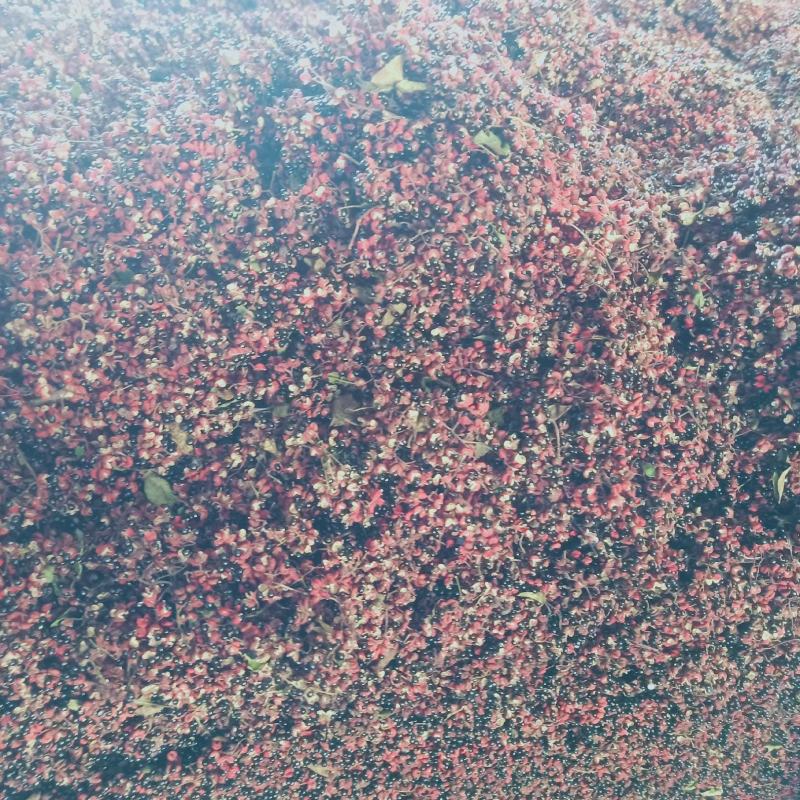 花椒陕西大红袍花椒韩城花椒干花椒颗粒