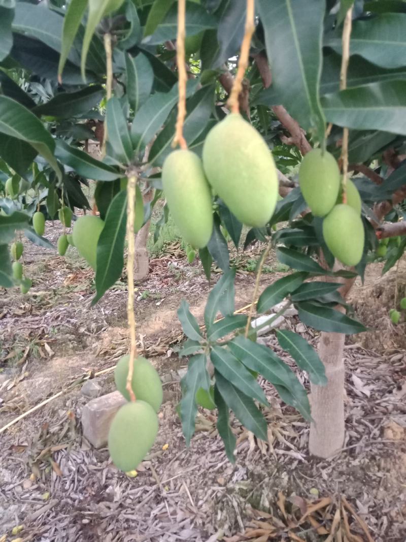 广西百色，田阳小台农阳光充足