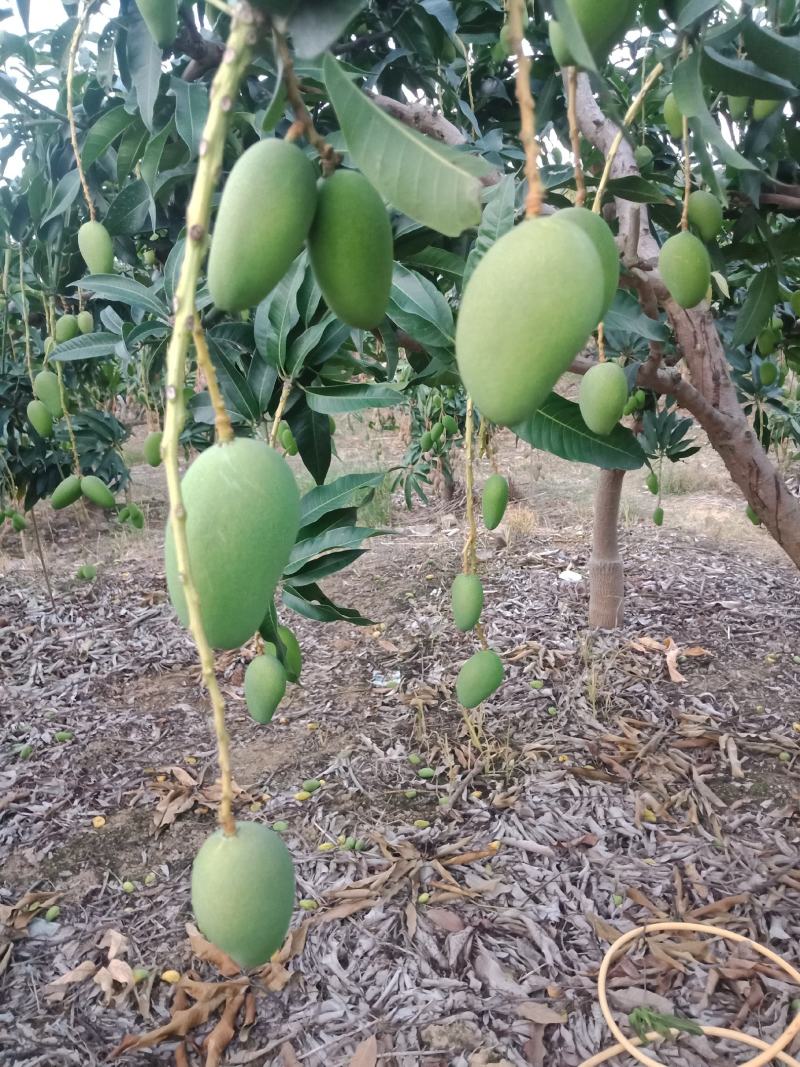 广西百色，田阳小台农阳光充足