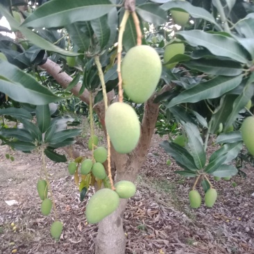 广西百色，田阳小台农阳光充足