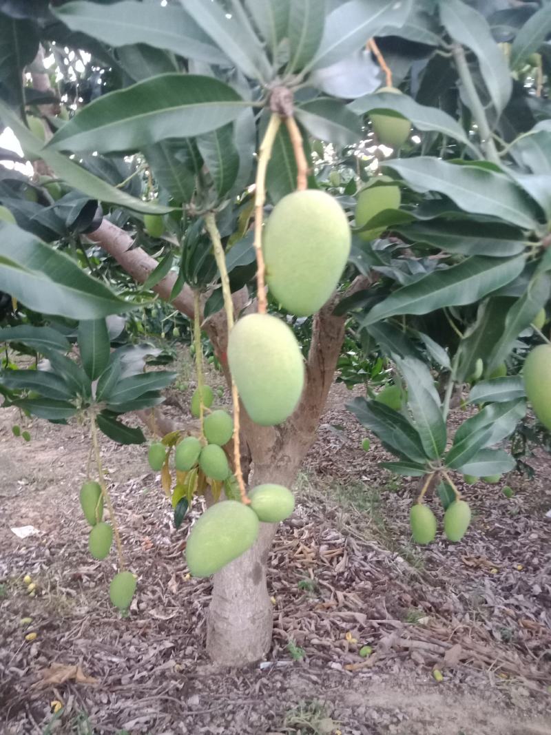 广西百色，田阳小台农阳光充足