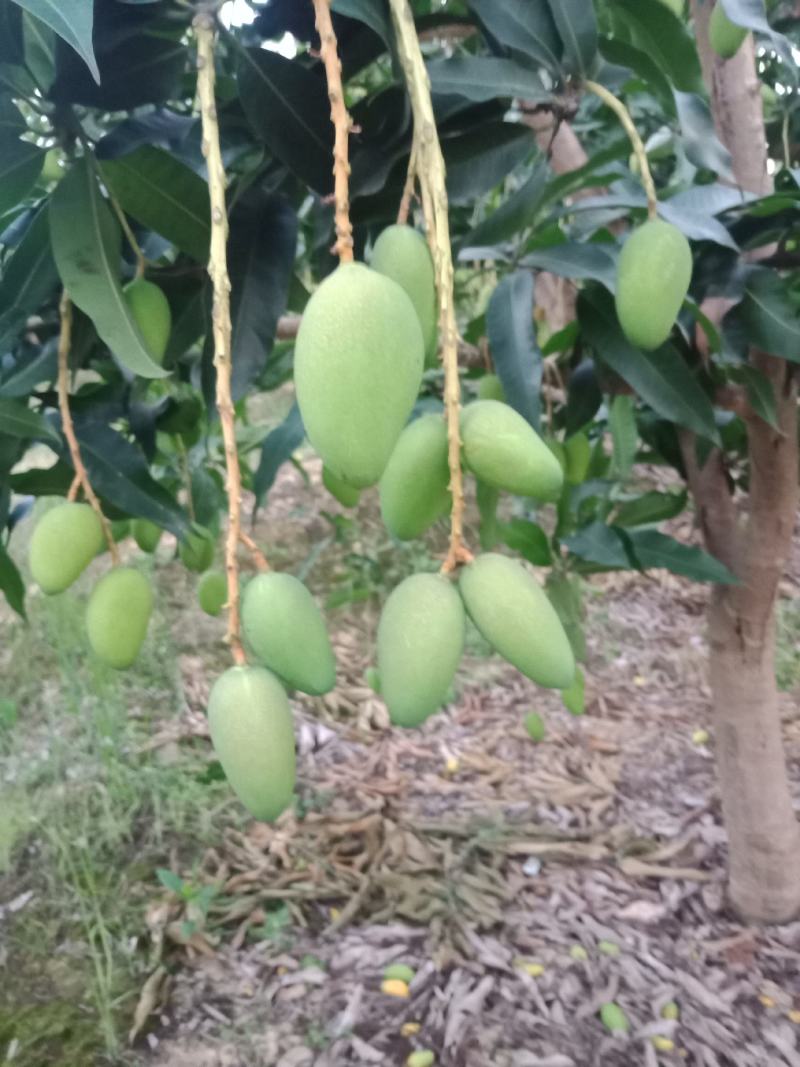 广西百色，田阳小台农阳光充足