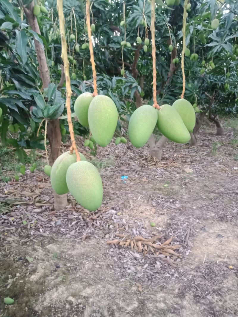 广西百色，田阳小台农阳光充足