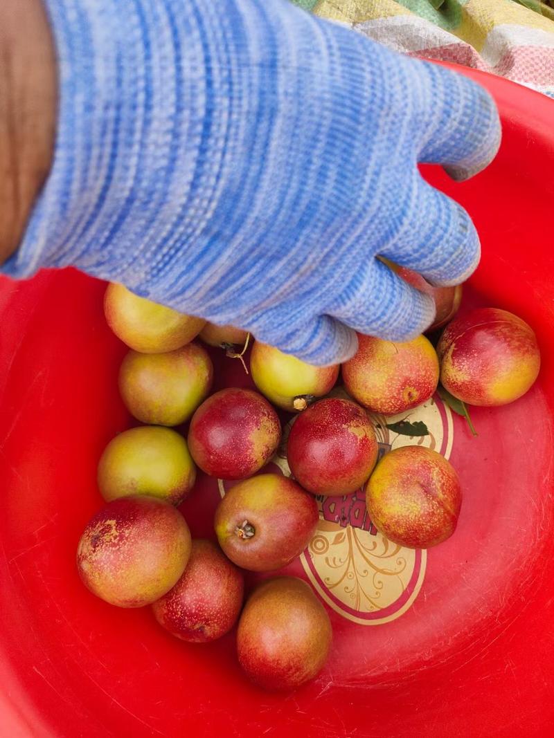 金雷油桃千年红油桃大量上市基地直供质量保证口感好视频看货