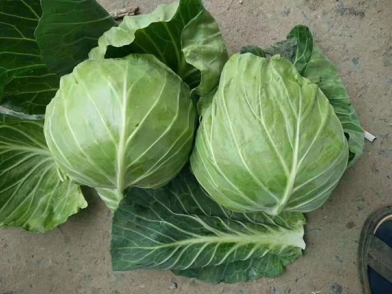 扁包菜【实力商家】墨玉50包菜精品甘蓝基地直供一条龙