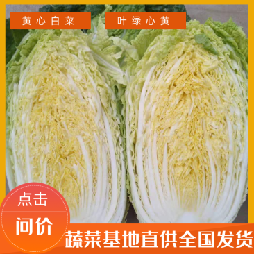 河北定州黄心白菜外绿内黄4-6斤品质保证