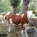 西门塔尔牛犊怀孕母牛种公牛包成活包运输包回收