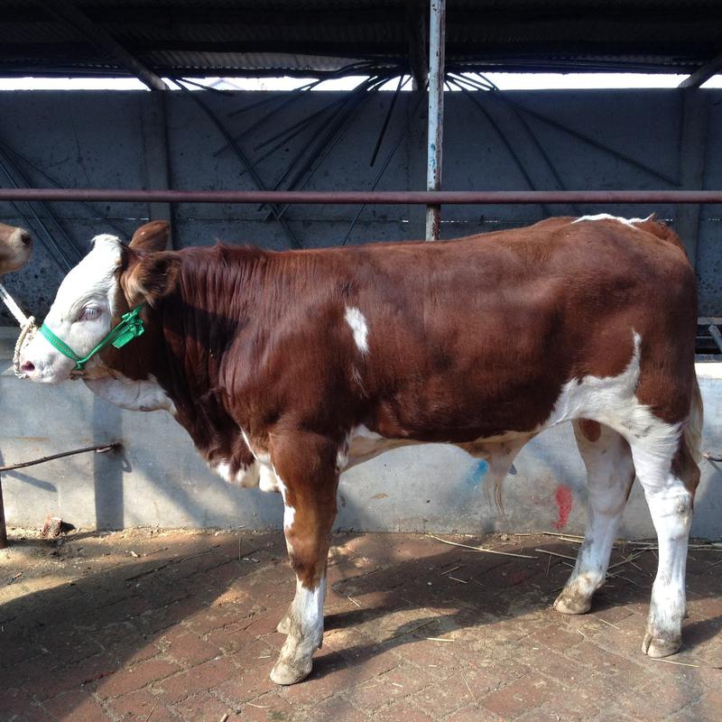 西门塔尔牛犊怀孕母牛种公牛包成活包运输包回收