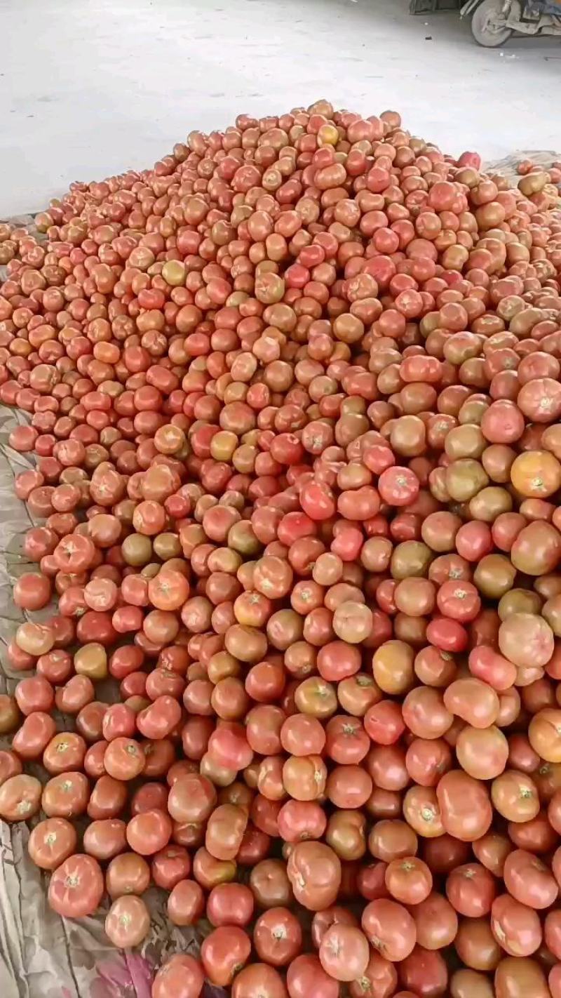 硬粉西红柿🍅精品优质番茄保证质量货源充足提供各种包