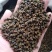 吴茱萸中药材野生江西新货茱萸粉中花绿吴萸无硫小花吴茱萸