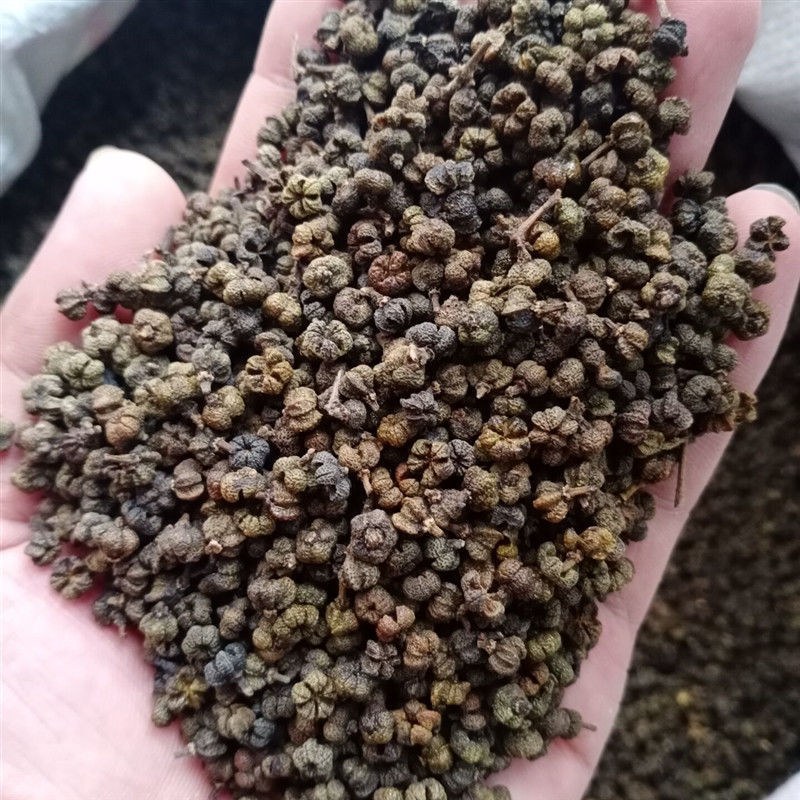 吴茱萸中药材野生江西新货茱萸粉中花绿吴萸无硫小花吴茱萸