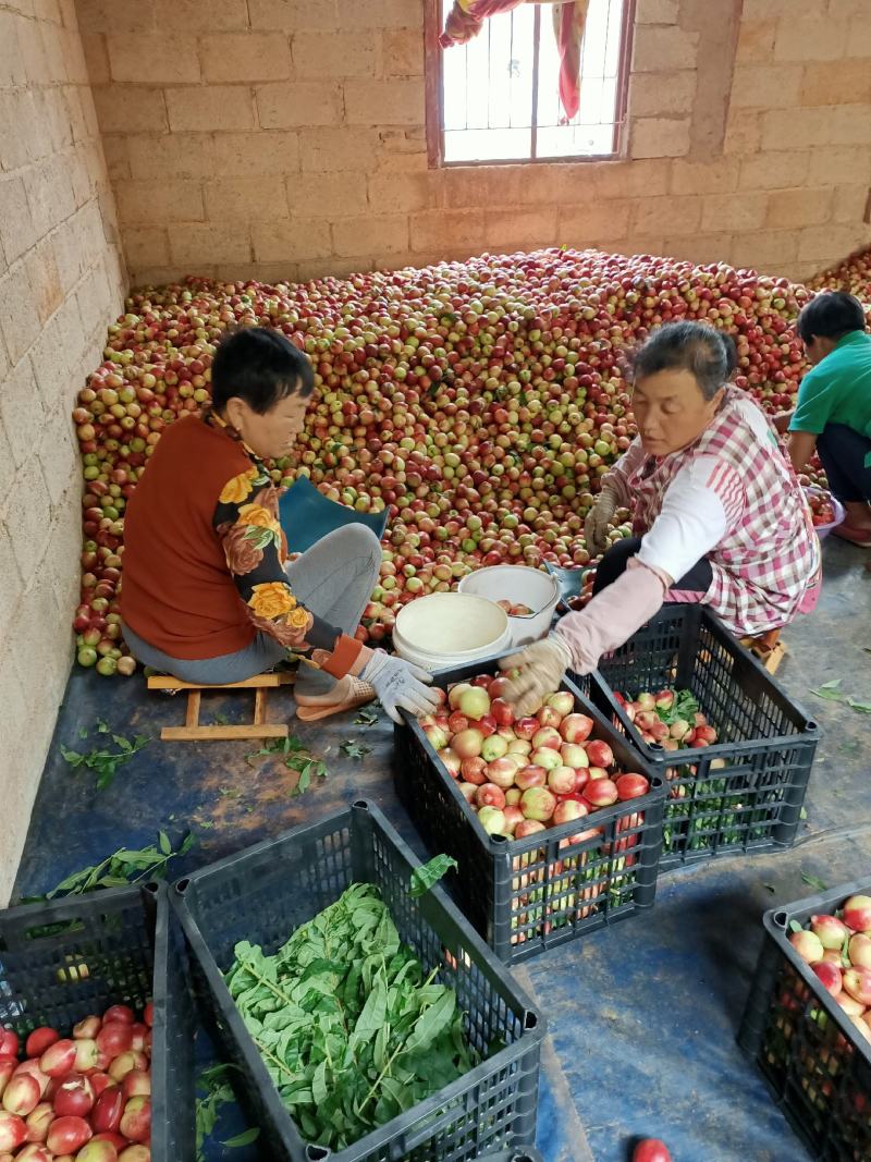 云南元江油桃！五月份大量现货供应上市